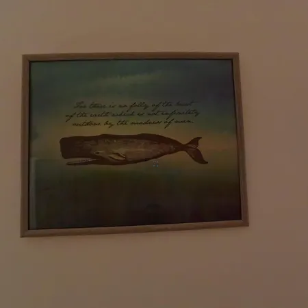 The Whale Alguer